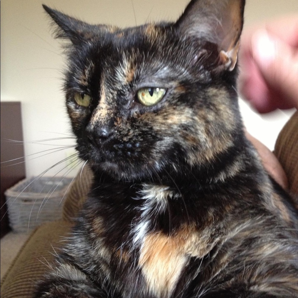 Meet your Posher & our kitties!! - Picture 6 of 16